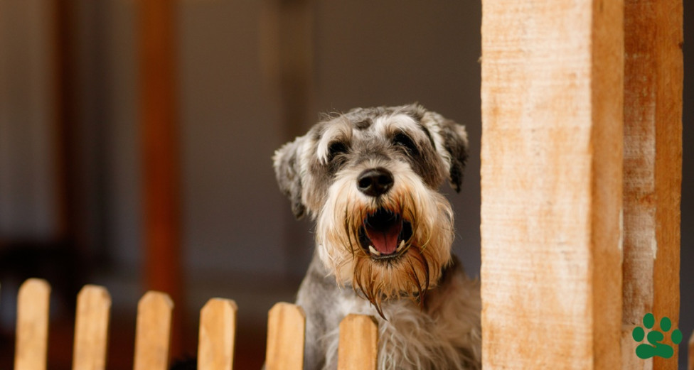 Schnauzer barking over a wood fence