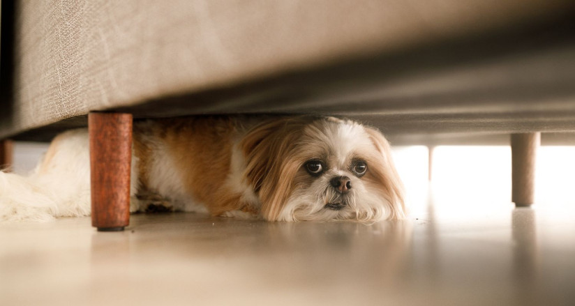 Shih tzu scared of a storm hiding under a couch