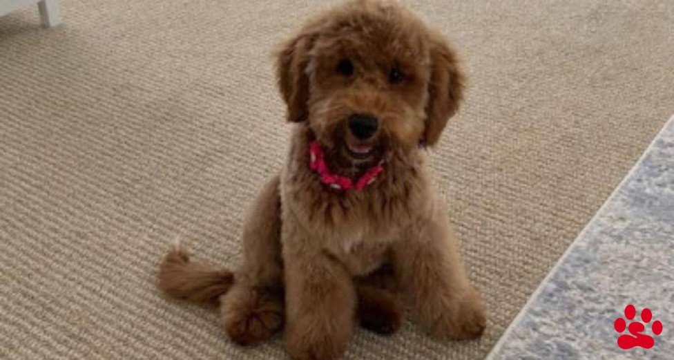 Professional dog trainer works with Goldendoodle puppy during home training session