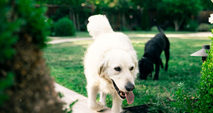 Two dogs playing and sniffing around in the backyard