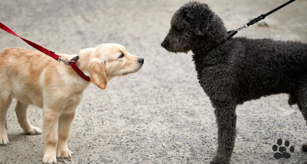 Two puppies meeting each other for the first time
