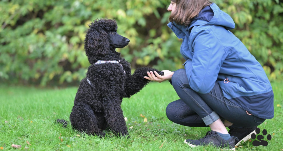 Woman trains her dog without using treats