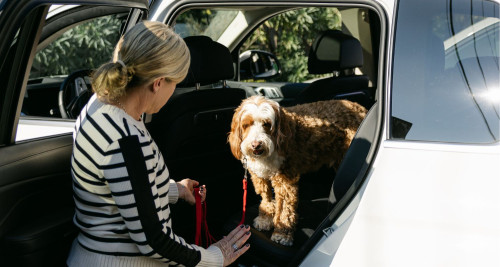 Once thought of as dog motion sickness, a Bark Buster’s trained dog happily sits in the backseat of a car