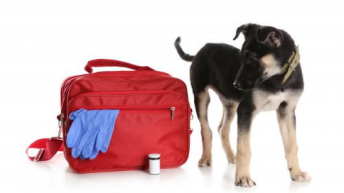 Puppy standing beside a pet emergency preparedness kit for dog safety and disaster planning by Bark Busters dog training