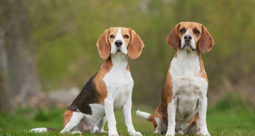 Two Beagles in a grassy field