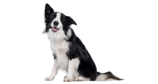 Happy Border Collie with one ear up