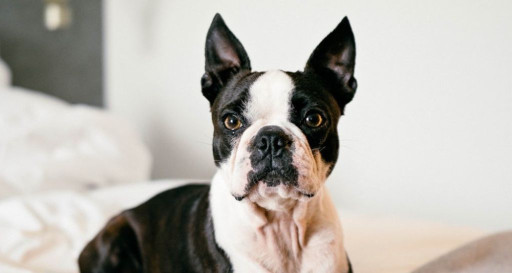 Boston Terrier Breed lying down