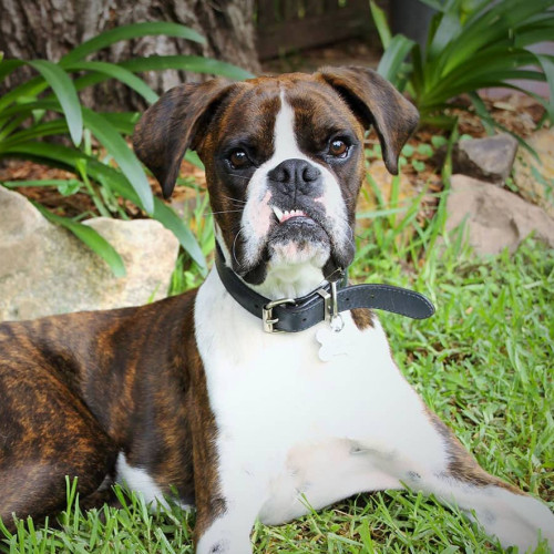 Boxer Dog Behavior: Understanding Traits & Training Tips