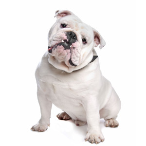 Featured Dog Breeds | Bark Busters