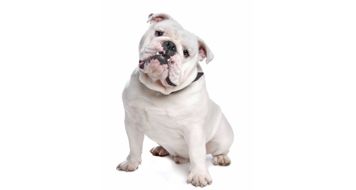 Bulldog