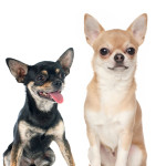 Chihuahua Thumbnail