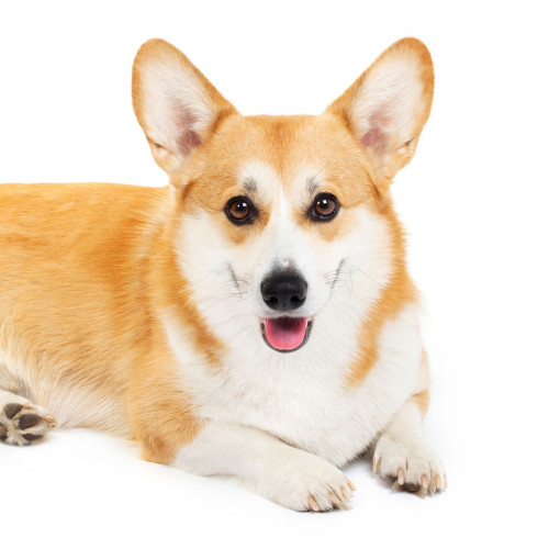 Corgi Personality & Characteristics | Bark Busters