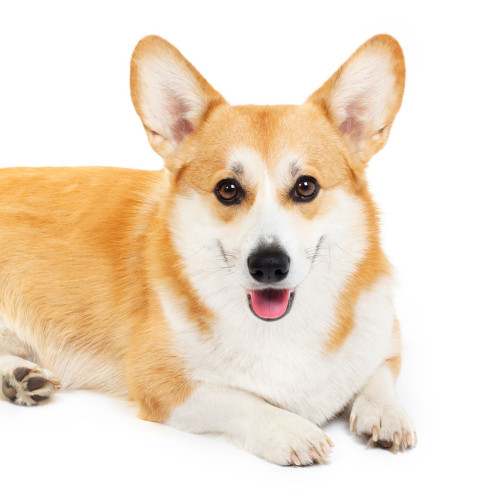 Corgi__FocusFillMaxWyIwLjIzIiw