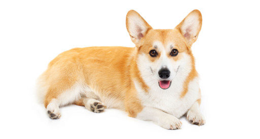 Corgi