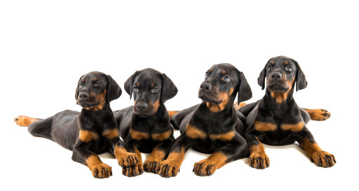 Doberman Pinscher