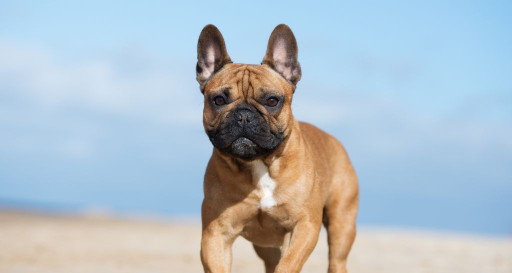 French Bulldog Breed walking on a beach