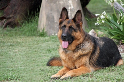 German Shepherd on the grass