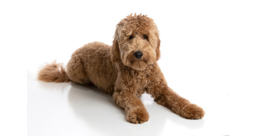 Goldendoodle