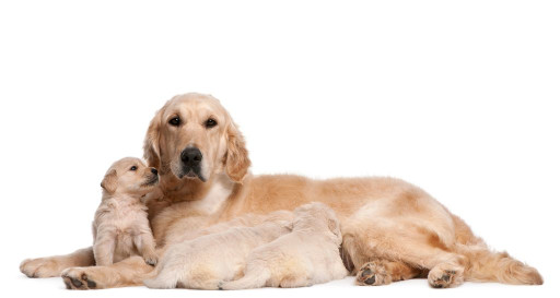 Golden Retriever with puppies