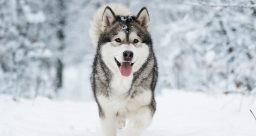 Siberian Husky Breed walking in snow