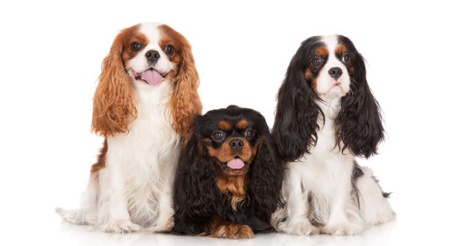 Three Cavalier King Charles Spaniel Dogs
