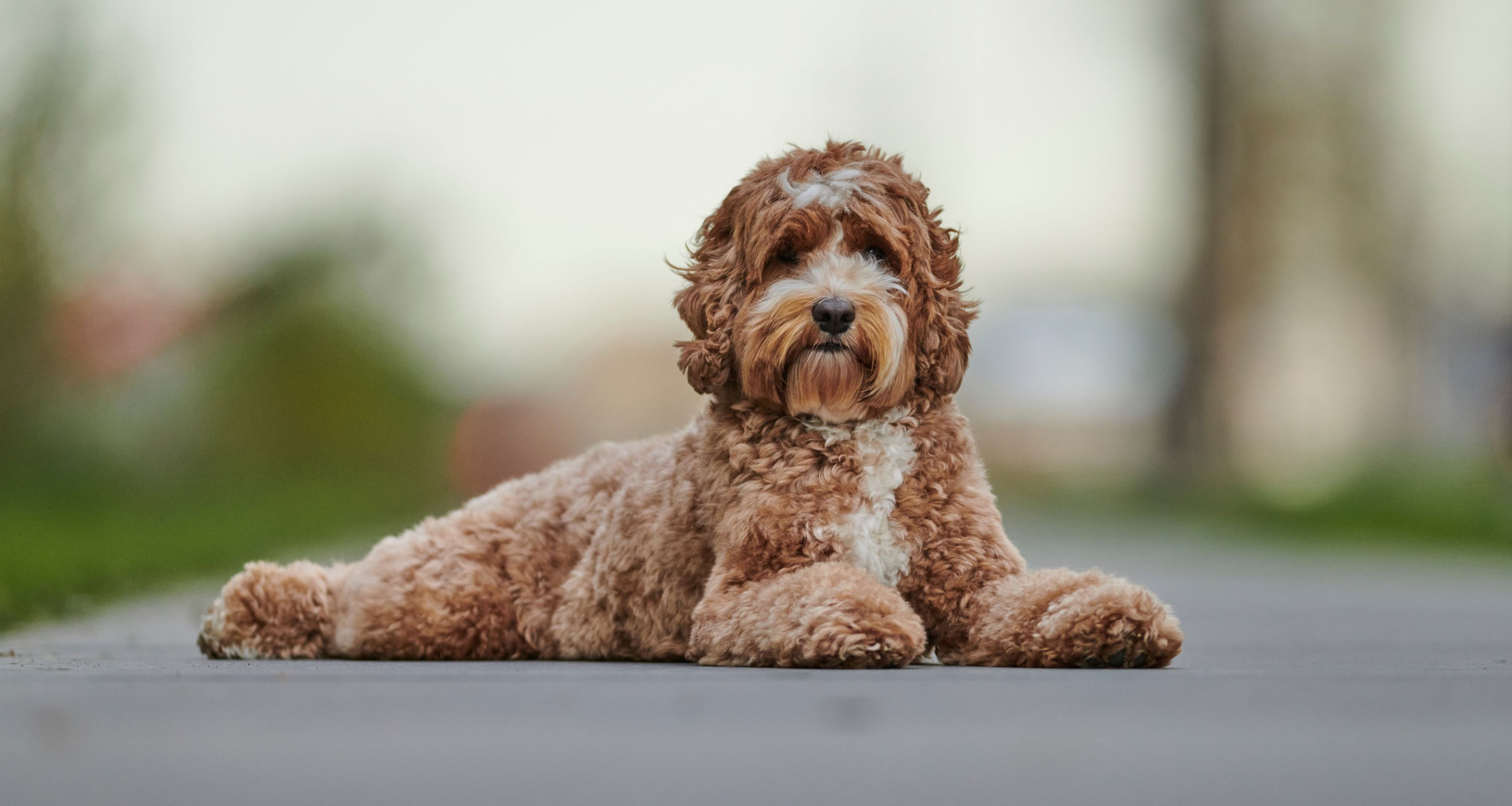 Labradoodle Personality & Characteristics | Bark Busters