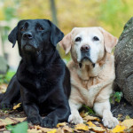 The Labrador Thumbnail