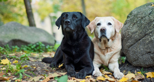Labrador Retreivers