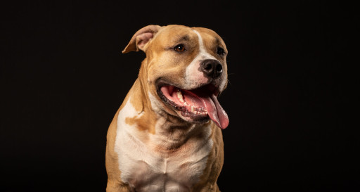 Pitbull