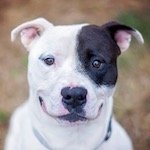 Pit Bull Terrier Thumbnail