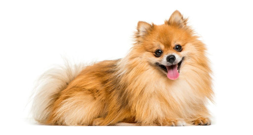 Pomeranian Breed Dog