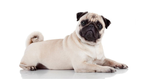 Pug Breed lying down