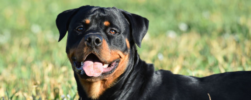 Rottweiler