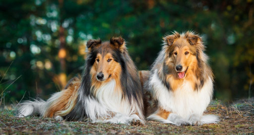 Two Rough Collie Dogs outside