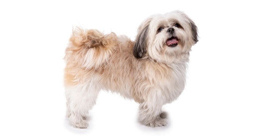 Shih Tzu Dog wagging its tail