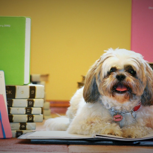 Behavior of Shih Tzu Dogs: Understanding Their Unique Traits