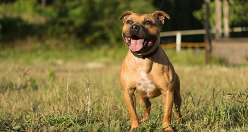 Staffordshire Bull Terrier in a grassy field