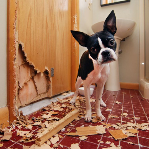 Dog destroys door Bark Busters Home Dog Training