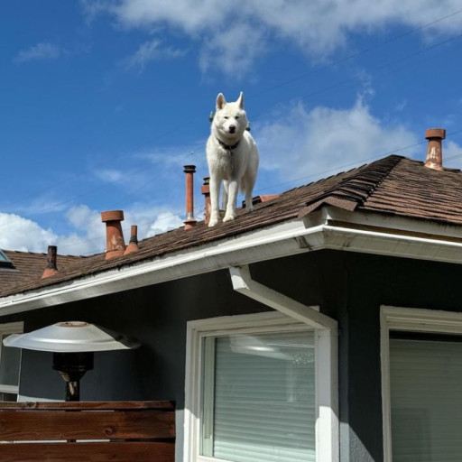A dog on top of a roof who climbed up to the roof due to dog separation anxiety.