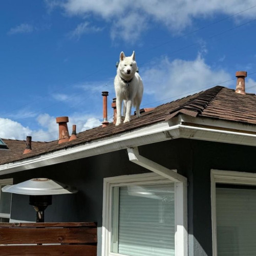 A dog on top of a roof who climbed up to the roof due to dog separation anxiety.