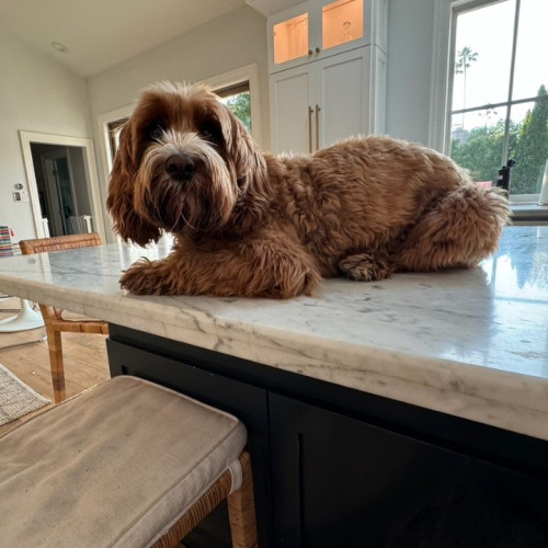 Dog on counter Bark Busters Home Dog Training