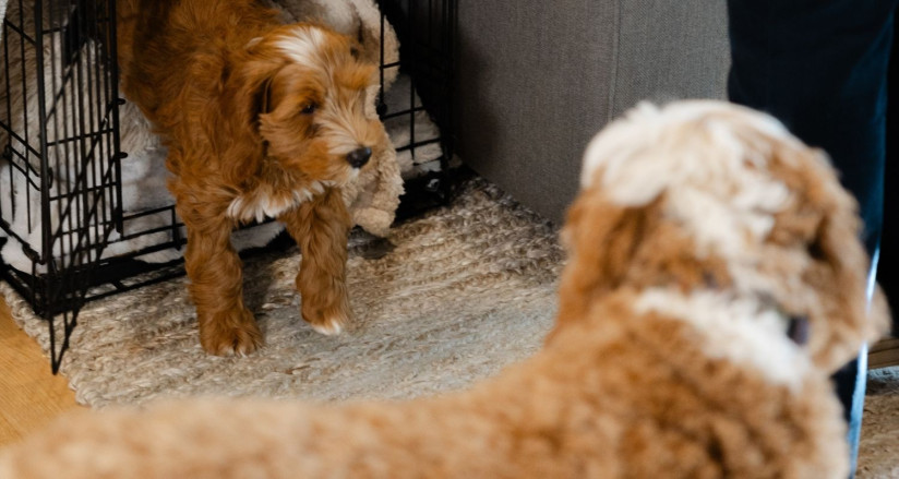 A puppy in a crate is introduced to a new dog