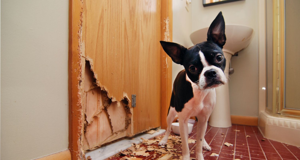 Bark Busters Home Dog Training