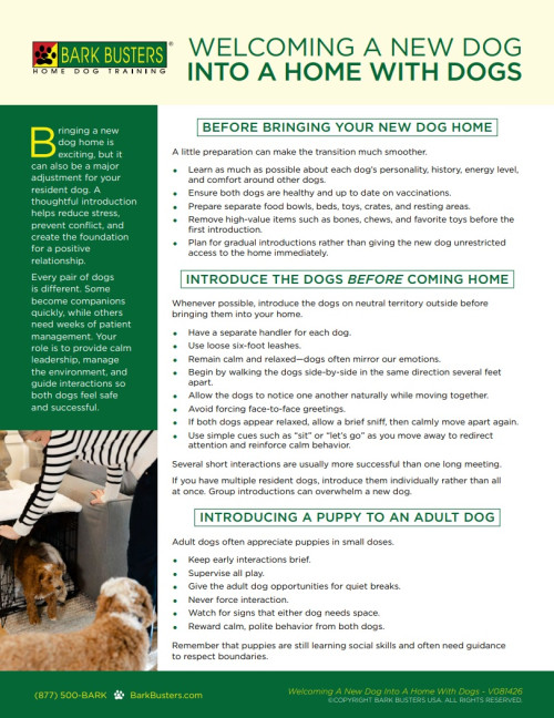 Bark Busters Welcoming A New Dog Into A Home With Dogs