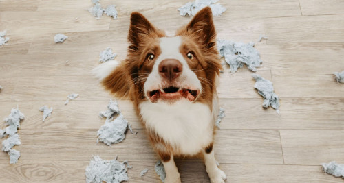 An image of a dog who looks guilty after destroying furniture do to their separation anxiety.