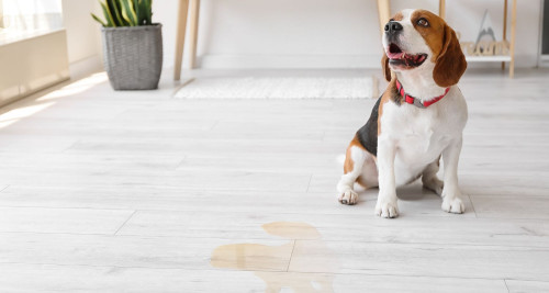 An image of a dog who has had a toilet accident due to dog separation anxiety.