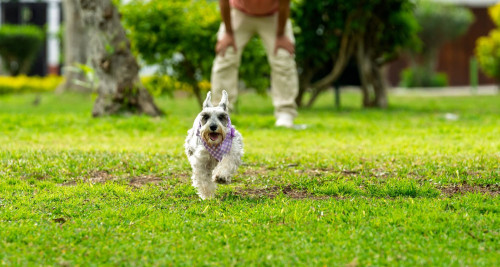 Dog in a park running from their owner