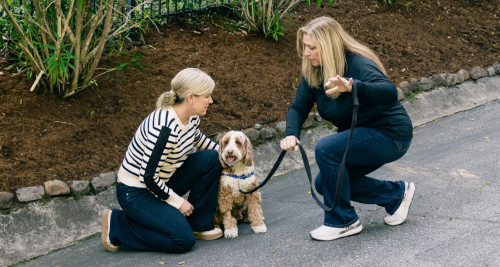 Dog trainer leash training a Goldendoodle
