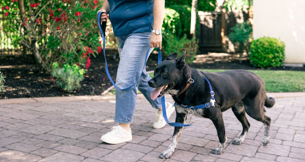Bark Busters Home Dog Training
