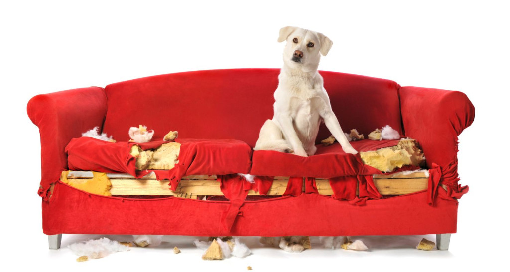 Bark Busters Home Dog Training Tucson